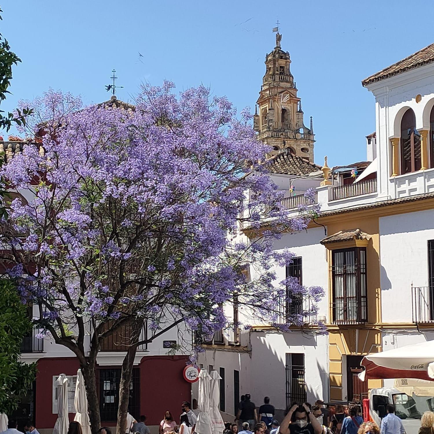 A 20 Metros De La Mezquita Catedral ,Apartamentos Turistico Cespedes 5 코르도바 객실 사진